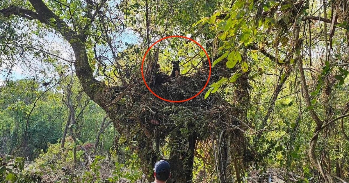 NextImg:Dog Saved From 20-Foot Tree After Being Swept Away In Helene Flooding
