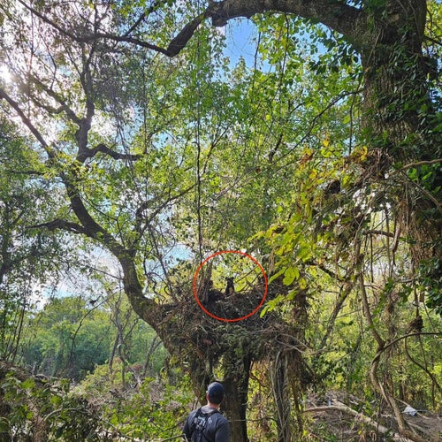 This dog was found 20 feet up in a tree after floodwaters from Hurricane Helene swept through east Tennessee last week.
