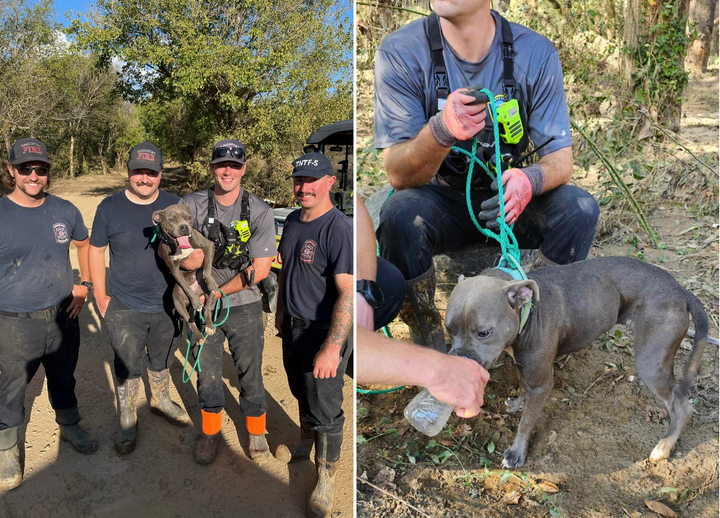 The dog was given food and water before being sent to a local animal shelter.