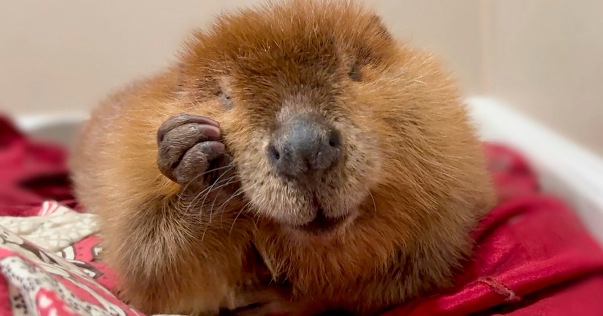 NextImg:Attempt To Stop Beaver's Release Into The Wild Lands In Court