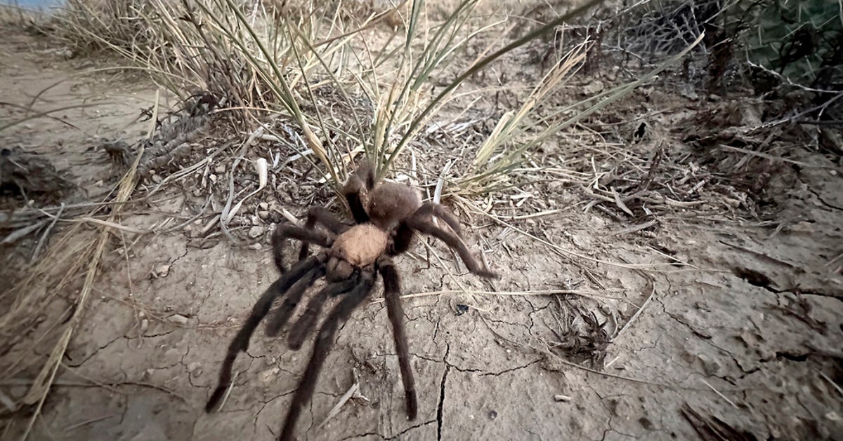 NextImg:Tarantula Mating Season Makes Spider Lovers Scurry To Colorado Town