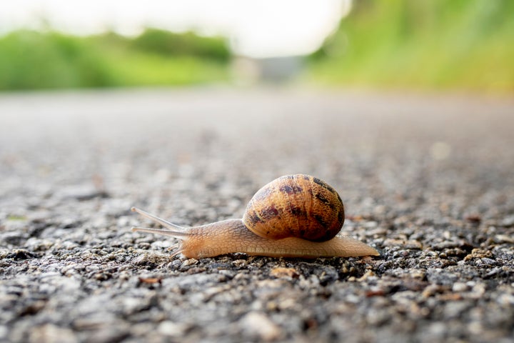 selective focus of a snail moving slowly through the asphalt crossing a road with blurred background