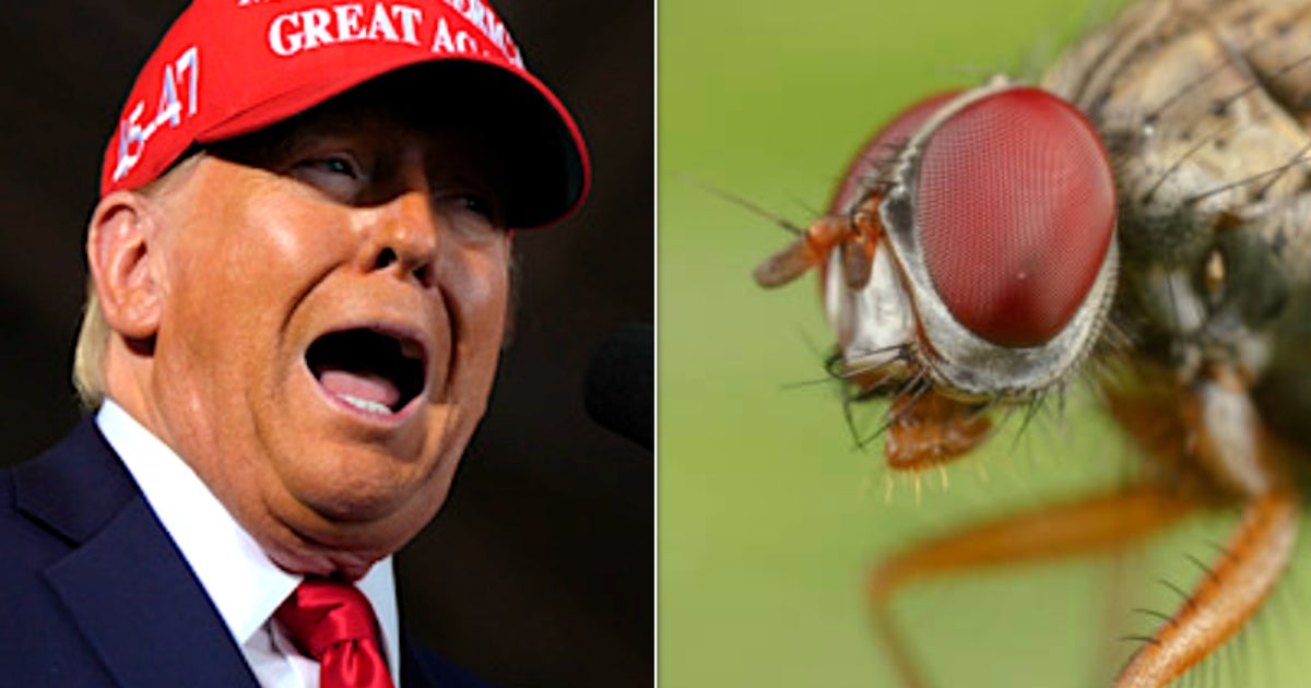 NextImg:Donald Trump Being Tormented By A Fly Provokes Gleefully Nasty Buzz
