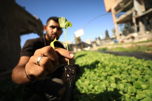 Palestinian farmers, who have great difficulty finding seeds, try to revive food production by planting pepper, eggplant and zucchini seeds obtained from last year's crops in Gaza City on Aug. 6.