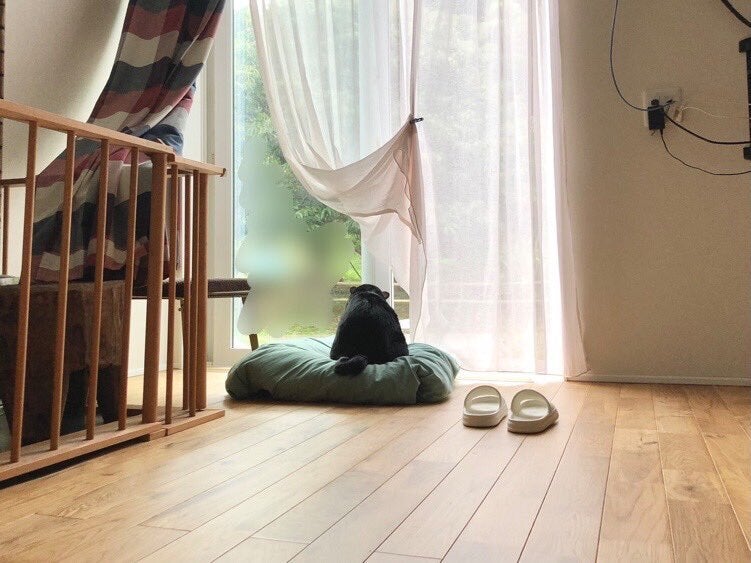 寝起きの愛猫の後ろ姿が「熊」だった⇒「これはツキノワですね