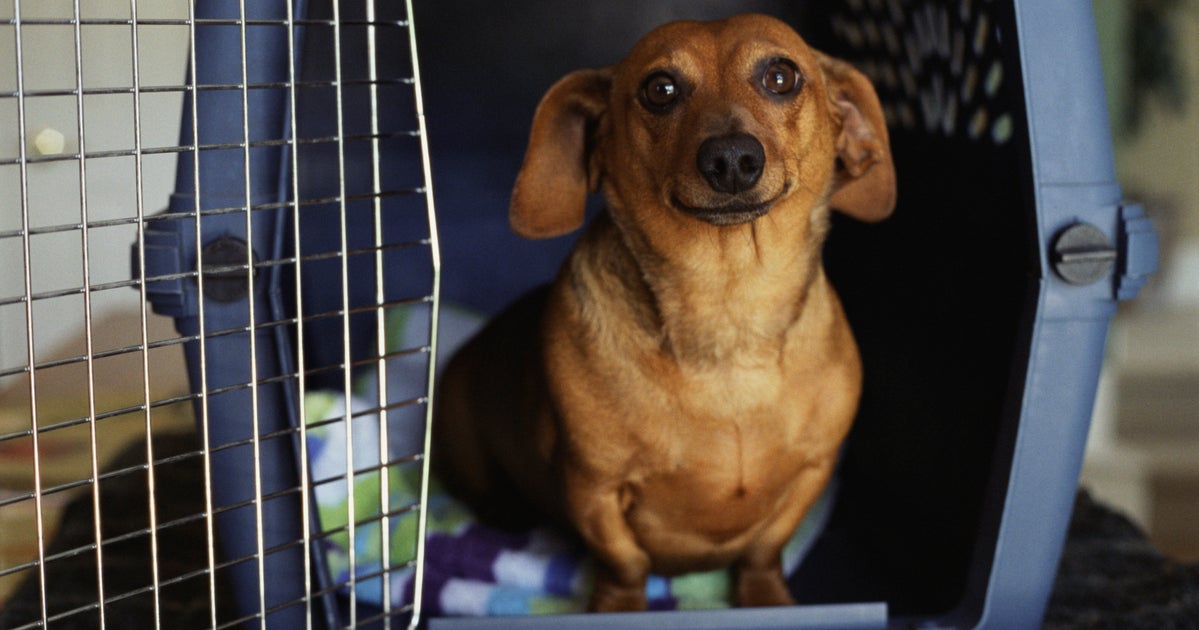 NextImg:Evacuating Or Sheltering With Your Pet During Hurricane Milton? Follow These Tips To Keep Them Calm.