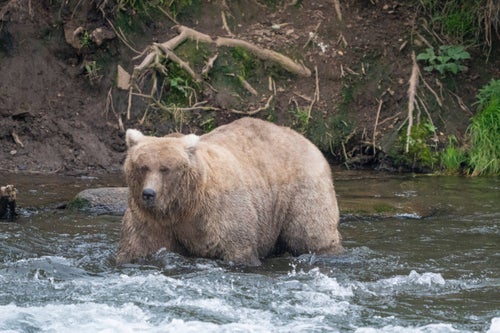 FILE - In this photo provided by the National Park Service is Grazer, the winner of the 2023 Fat Bear Contest, at Katmai National Park, Alaska on Sept. 14, 2023. (F. Jimenez/National Park Service via AP, File)