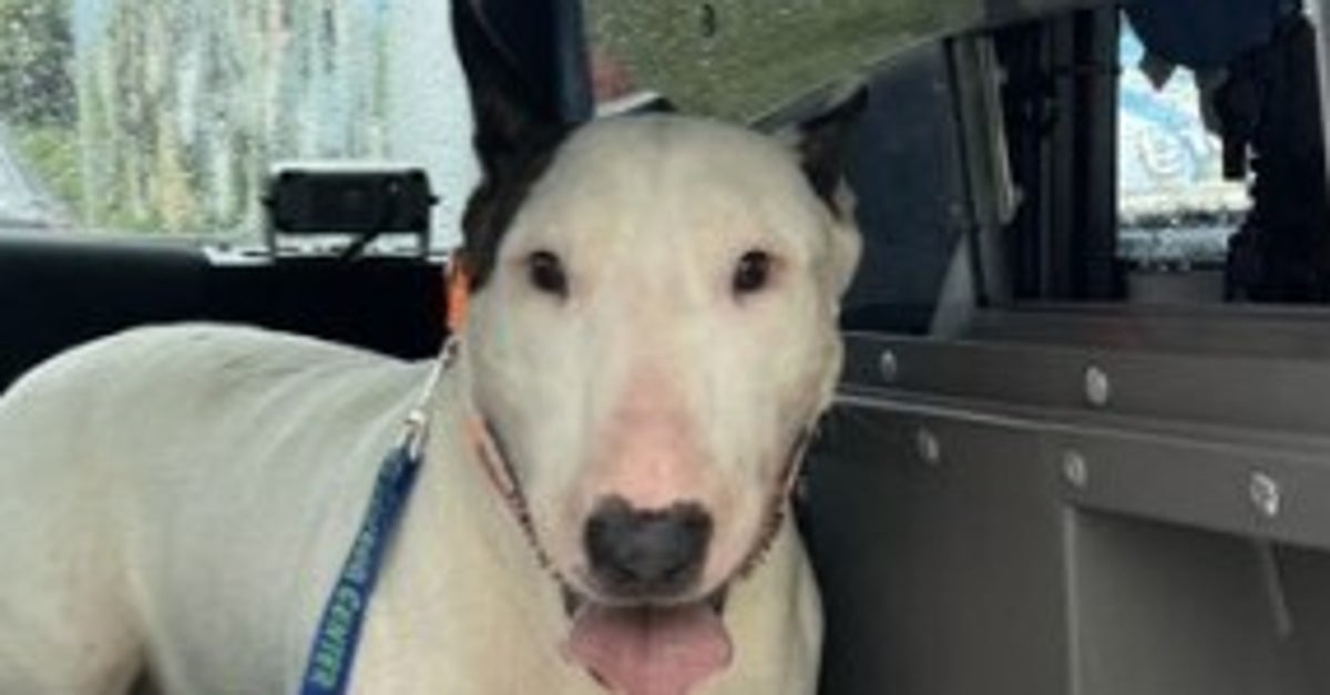 NextImg:Troopers Rescue Dog Tied To Fence In Chest-Deep Water Ahead Of Hurricane Milton