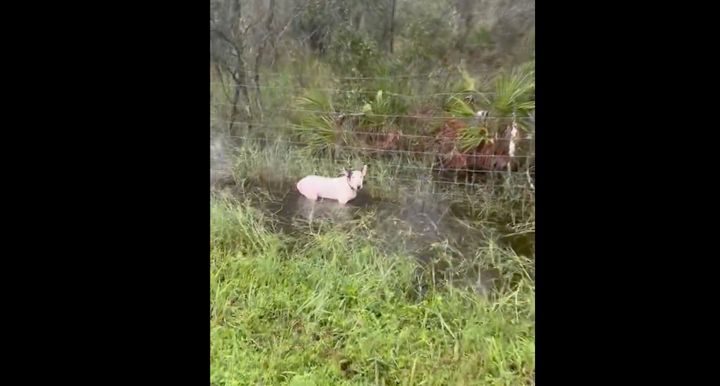 フロリダ州ハイウェイパトロールのボディカメラに映る犬