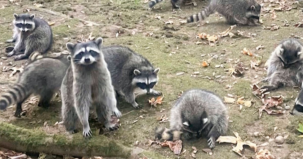 Woman Calls 911 After Being Hounded By Up To 100 Raccoons