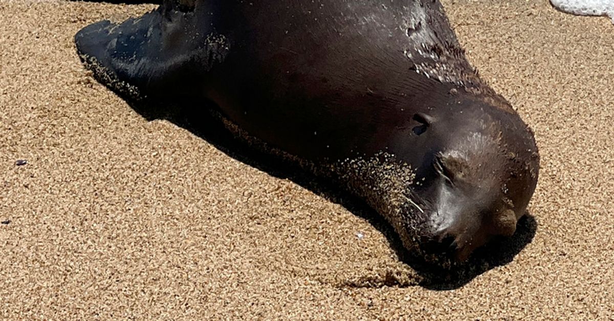 Feds Offer $20K Reward For Information About Fatal Sea Lion Shooting