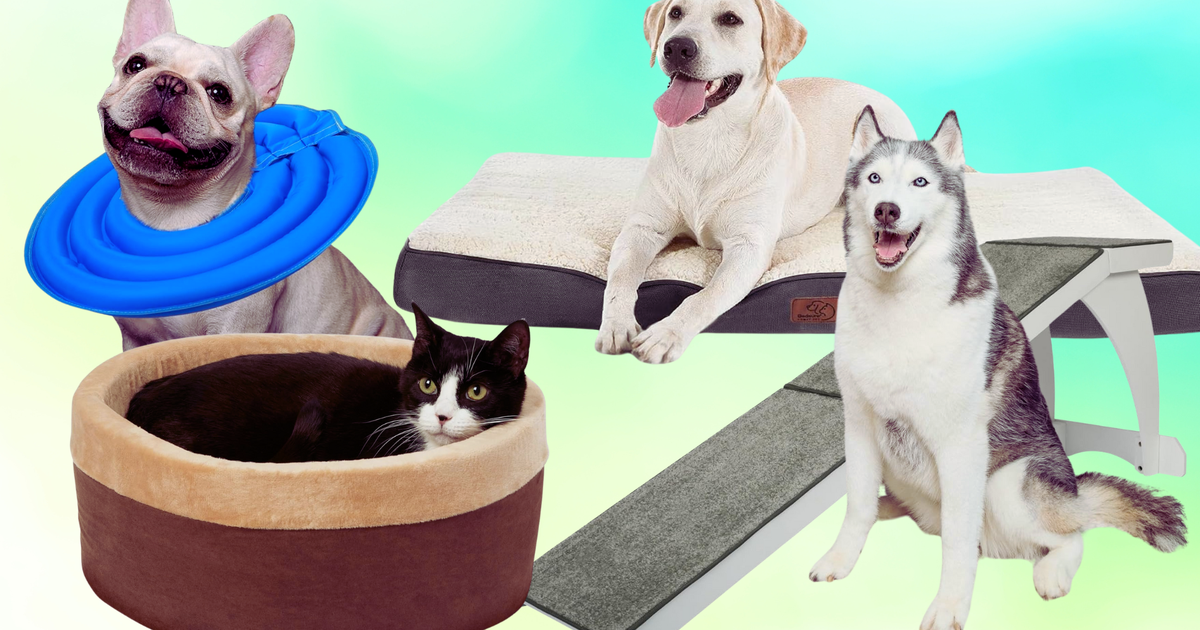 19 Must-Have Supplies For Senior Pets