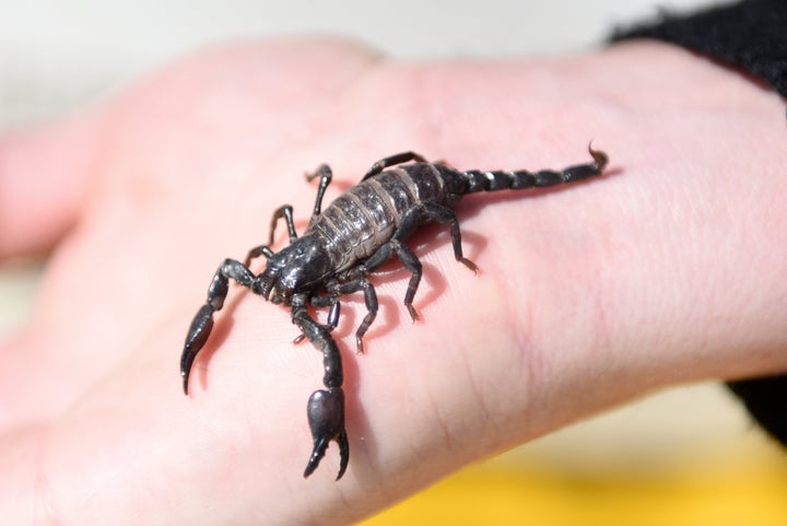 Johannesburg South Africa- July 6, 2016: A Scorpion during the launch of a Pet expo in Johannesburg.