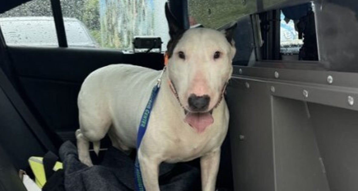 Dog Found Tied To Fence Amid Hurricane Is 'Decompressing,' Has Perfect New Name