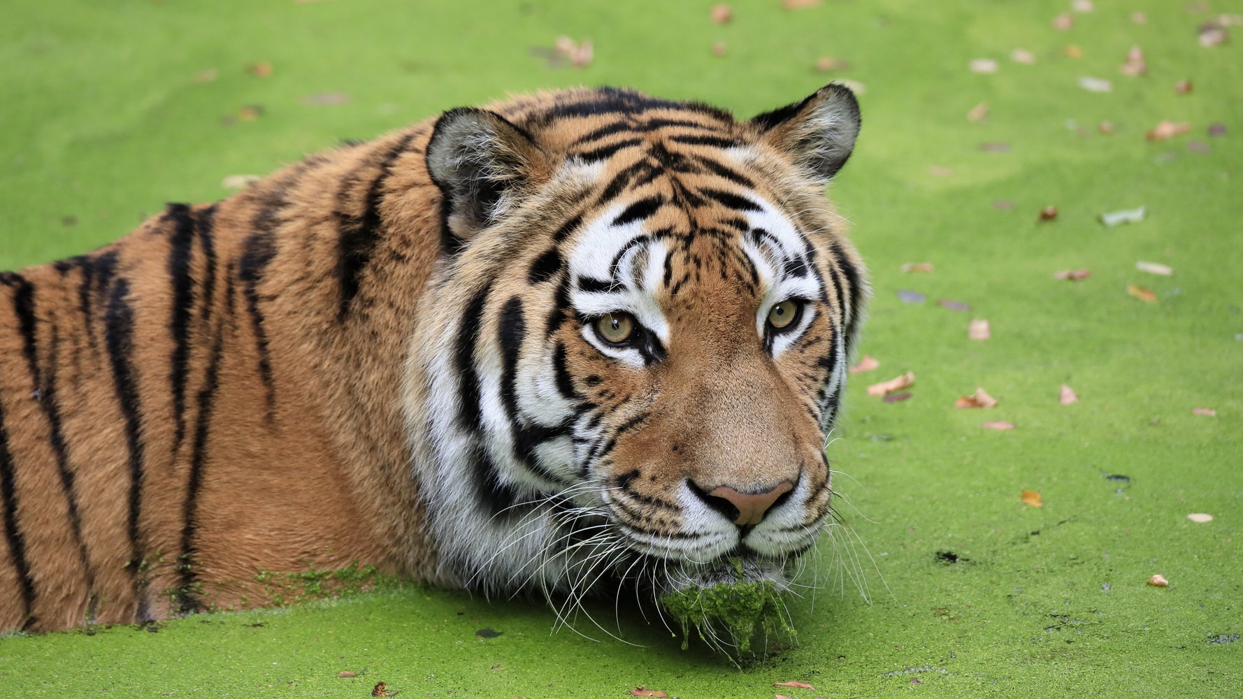 虎を飼いたい様連絡用 虎を飼いたい様 ご依頼 ズーマー用