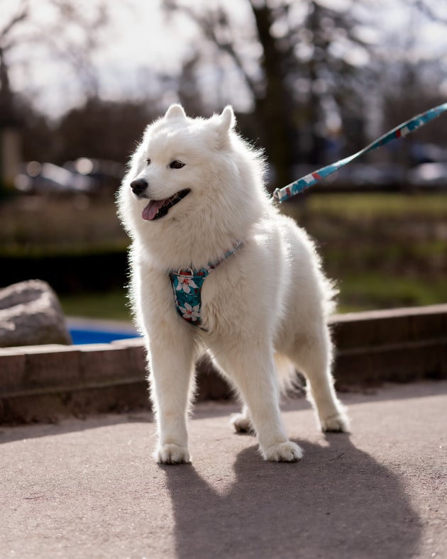 Κοντινή λήψη από ένα σκύλο ράτσας Samoyed.