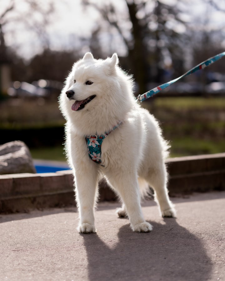 Κοντινή λήψη από ένα σκύλο ράτσας Samoyed.