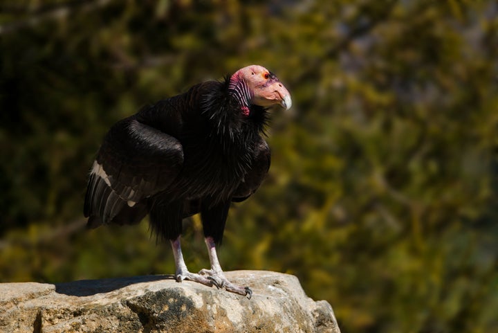 Gymnogyps californianus