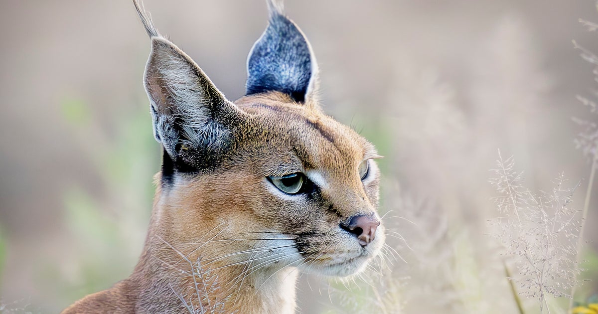 NextImg:Wild Cat Native To Africa And Asia Is Captured Roaming Chicago Suburb