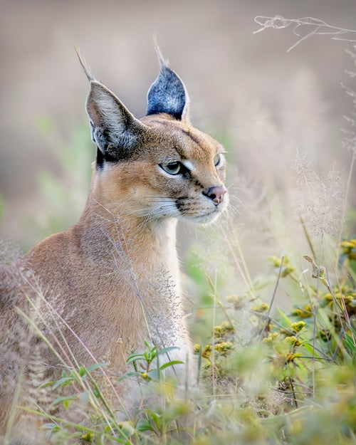 Native to Africa, the Middle East, Central Asia and India, caracals prey on rodents, other small mammals and birds. It's not clear how the caracal came to be on the loose in Hoffman Estates.