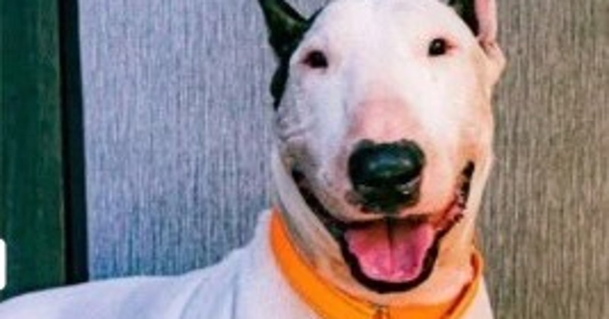 NextImg:Man Accused Of Tying Dog To Fence Amid Hurricane Faces Animal Cruelty Charge
