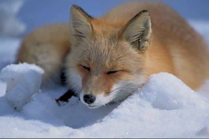 キタキツネ。真っ白な雪に顔をうずめて目を閉じる姿が、なんとも愛らしい