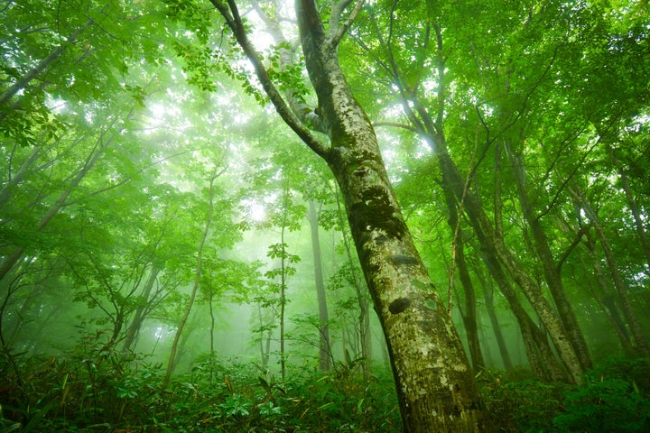 初夏の白神山地のブナ林。散策道を歩けば、木々がもたらすさまざまな恵みを五感で感じることができる