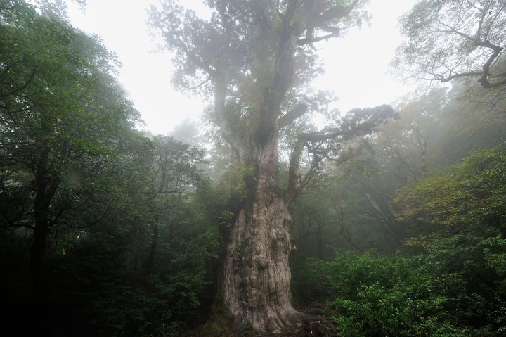 屋久島の縄文杉。屋久島の厳しい自然を生き抜いてきた荘厳な佇まいに圧倒される。樹上には10種類以上の植物が着生し生態系を形成しており、屋久島の多様な環境を物語っている