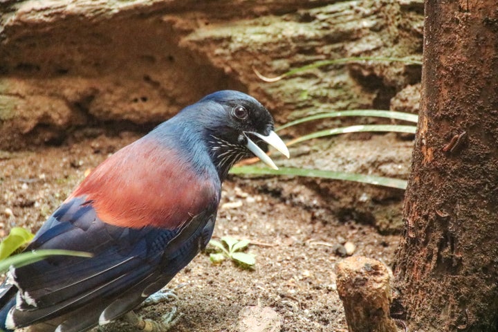 ルリカケス。瑠璃色と赤褐色のコントラストが美しいこの鳥は、奄美大島と加計呂麻島、請島に生息する日本の固有種。天然記念物にも指定されている