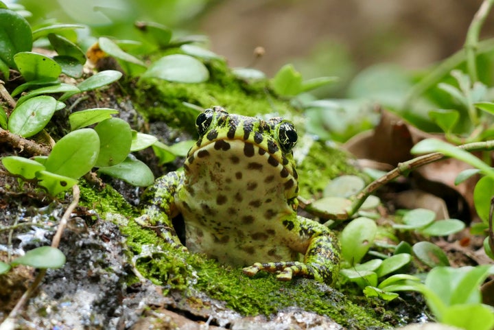 アマミイシカワガエル。「日本で最も美しいカエル」と表現される、鮮やかな緑色に輝く金色の斑紋が特徴。絶滅危惧種に認定された、奄美大島の固有種