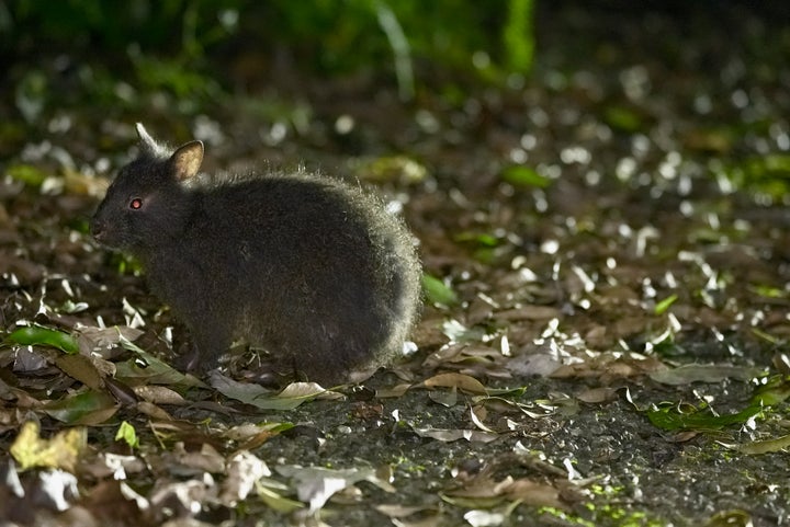 アマミノクロウサギ。奄美大島と徳之島のみに生息する特別天然記念物。ずんぐりした体と小さい耳がかわいい。現地のガイドに案内してもらうナイトツアーでは、高確率で出会うことができるそう