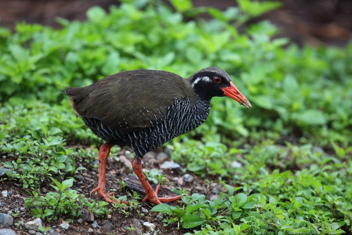 ヤンバルクイナ。沖縄島北部やんばる地域のみに生息する固有種で、絶滅危惧種に認定されている。胸から腹の横縞模様、くちばしと足の赤色によるコントラストが印象的だ