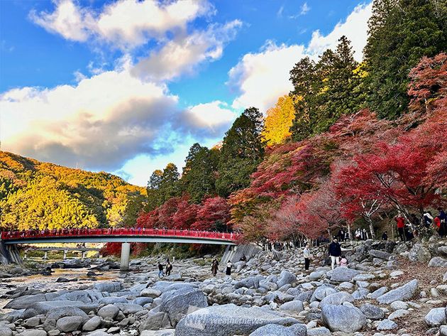 香嵐渓の紅葉 2023年の様子