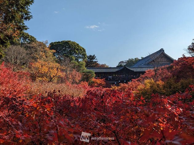 東福寺の紅葉 2023年の様子