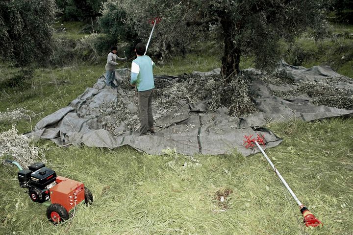 Μαζεύοντας ελιές κάπου στη Μεσσηνία