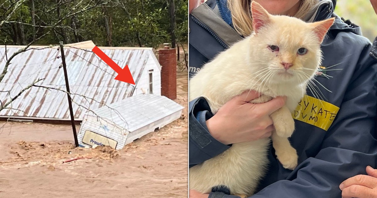 NextImg:Cat Who Floated Away On Top Of Camper Roof In Hurricane Finds Way Back To Family