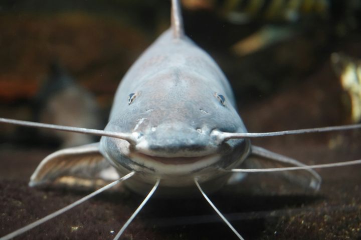 Smiling catfish.