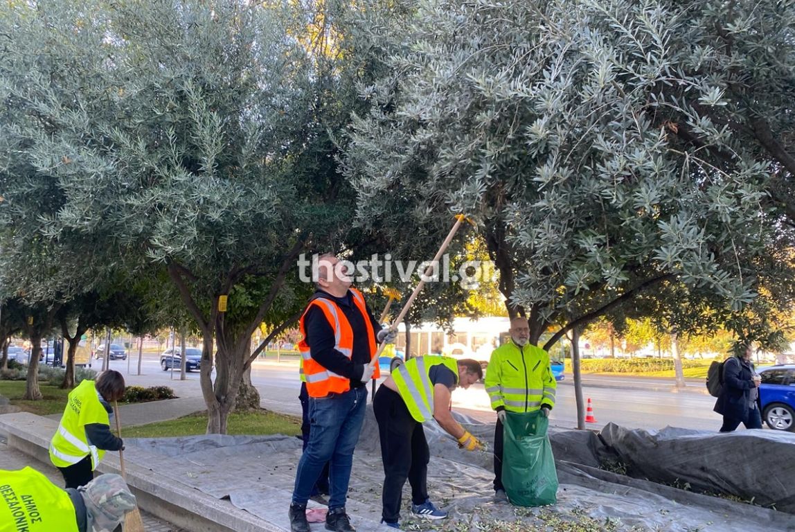 Μαζεύει τις ελιές από τα δέντρα της πόλης ο δήμος Θεσσαλονίκης για την παραγωγή δημοτικού ελαιόλαδου.