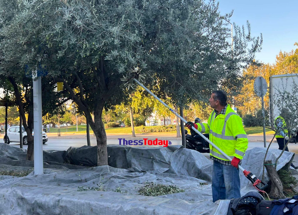 Μαζεύει τις ελιές από τα δέντρα της πόλης ο δήμος Θεσσαλονίκης για την παραγωγή δημοτικού ελαιόλαδου.