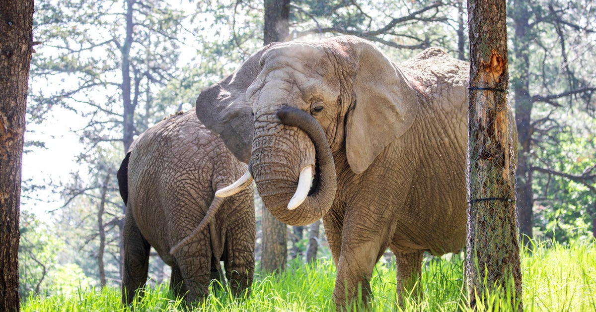 NextImg:A Colorado Court May Decide If Elephants Have The Same Rights As People