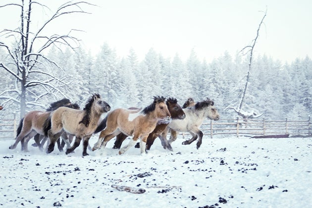 OYMYAKON, ΡΩΣΙΑ - 24 ΔΕΚΕΜΒΡΙΟΥ: Το στρώμα παγετού καλύπτει τα άλογα της Γιακούτιας καθώς η θερμοκρασία έπεσε στους 60 βαθμούς κάτω από το 0, στην επαρχία Oymyakon της Ρωσίας στις 24 Δεκεμβρίου 2021. (Φωτογραφία από Semen Sivtsev/Anadolu Agency μέσω Getty Images)