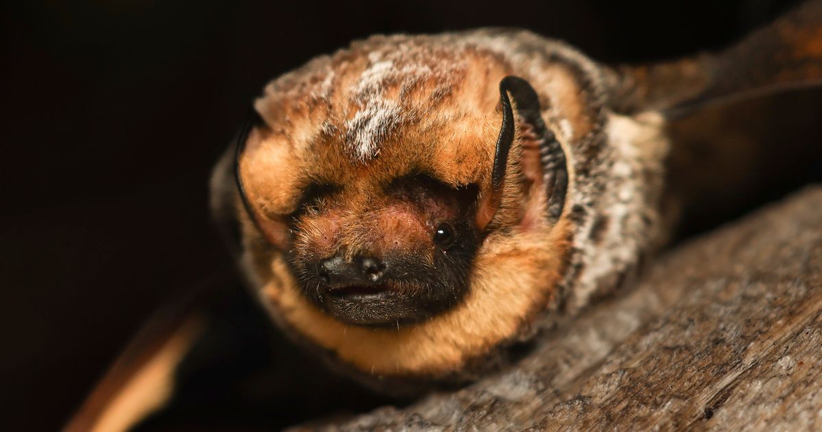 Bat Beauty Contest Sees 1 Winged Contestant That'd Be 'Perfect' For Quidditch