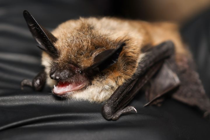 Dieses undatierte Foto des Bureau of Land Management zeigt Myotis-Honigfledermäuse. (Emma Pask/Bureau of Land Management über AP)