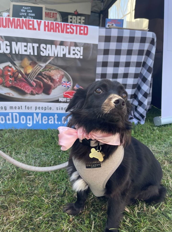 A dog visits Elwood’s Organic Dog Meat booth at Vegan Campout in Oxfordshire in August.