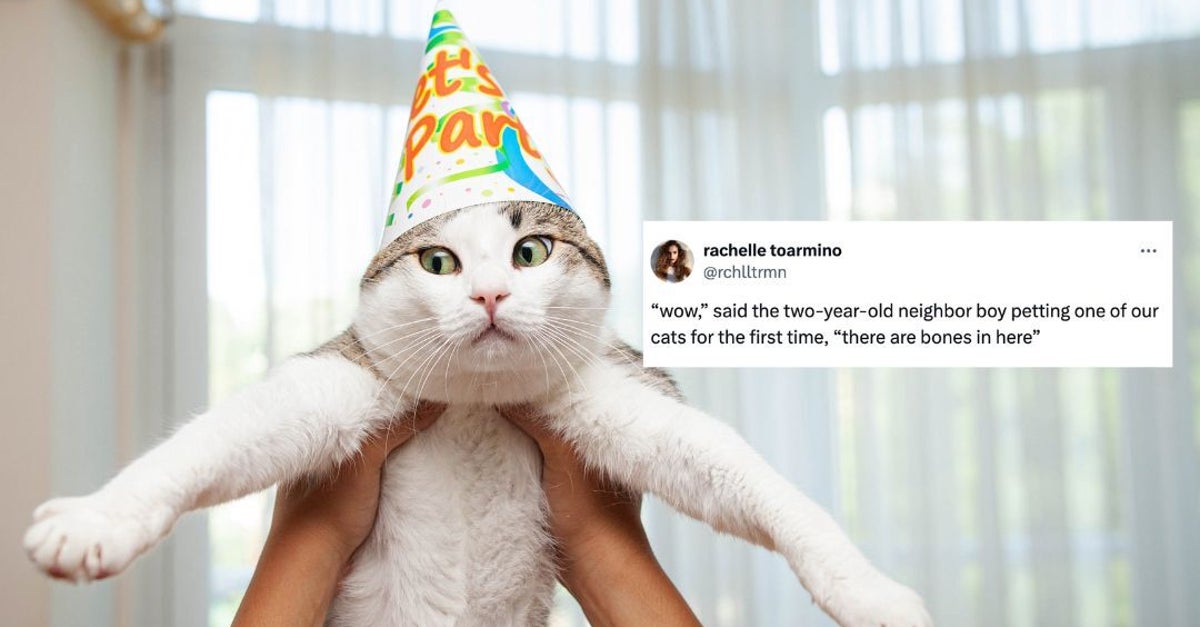 NextImg:The Funniest Tweets About Cats In Honor Of National Cat Day