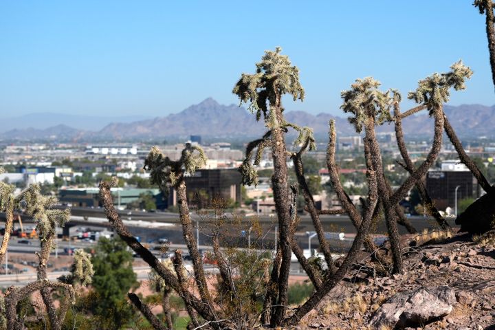 Cactus plants dominate a hiking trail from The Buttes on Sept. 24, 2024, in Tempe, Ariz.