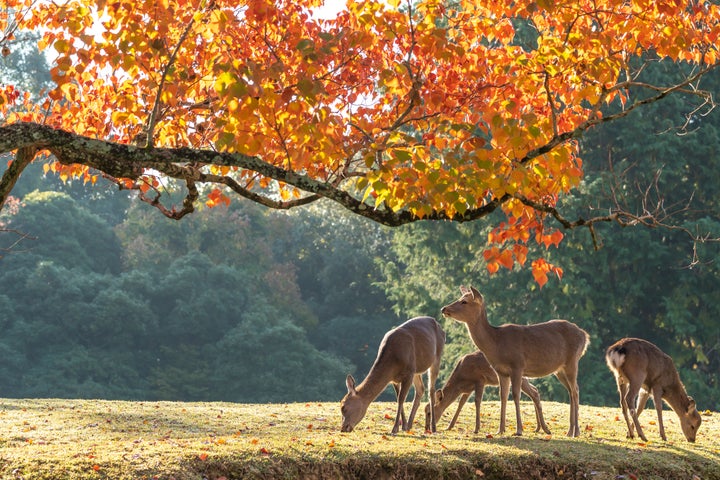 奈良県の観光地といえば、「奈良公園」や「東大寺」が有名だが、まだ知られていない名所がたくさんある