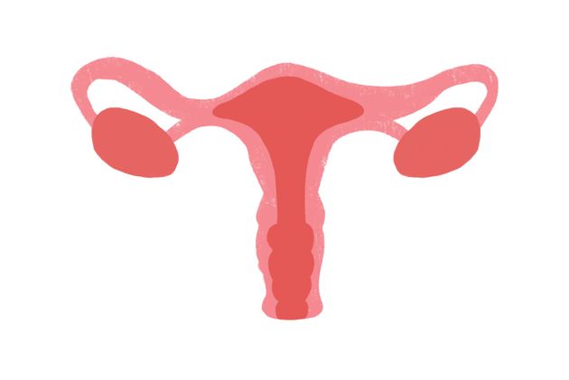 A textbook diagram of a uterus