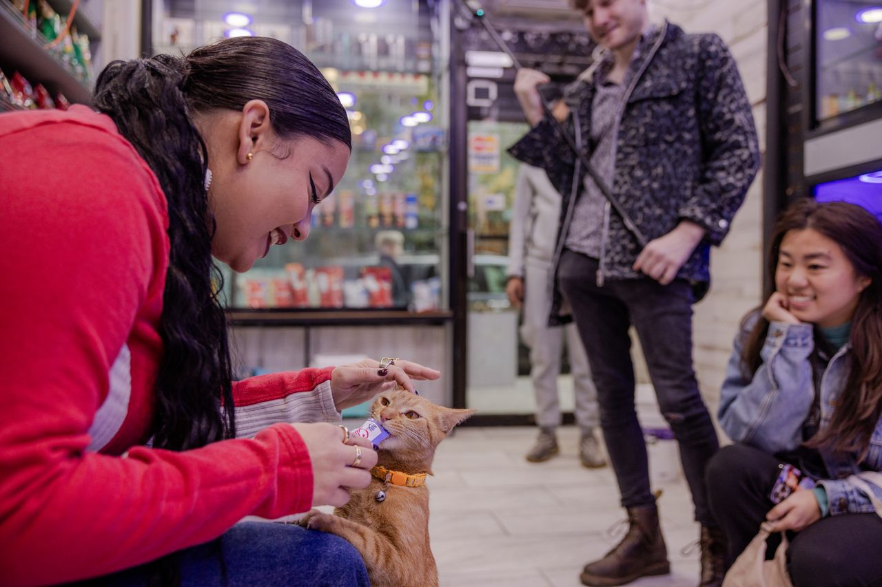 Michelladonna feeds a treat to Honey, a small orange tabby cat, at a bodega in Midtown Manhattan last month.