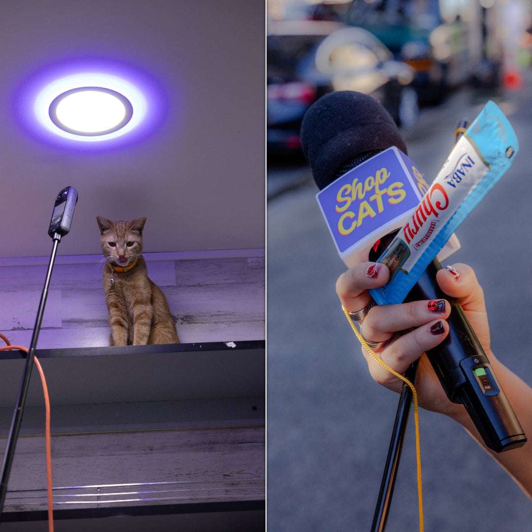 Left: The "Shop Cats" team films Honey the cat at a bodega in Midtown Manhattan. Right: Host Michelladonna holds a cat treat, a toy and a microphone with the "Shop Cats" logo.